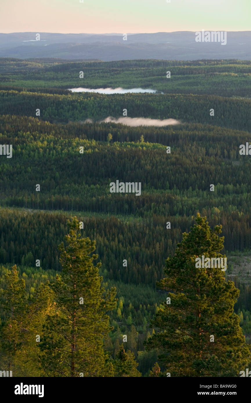 View of forest landscape Sweden Stock Photo