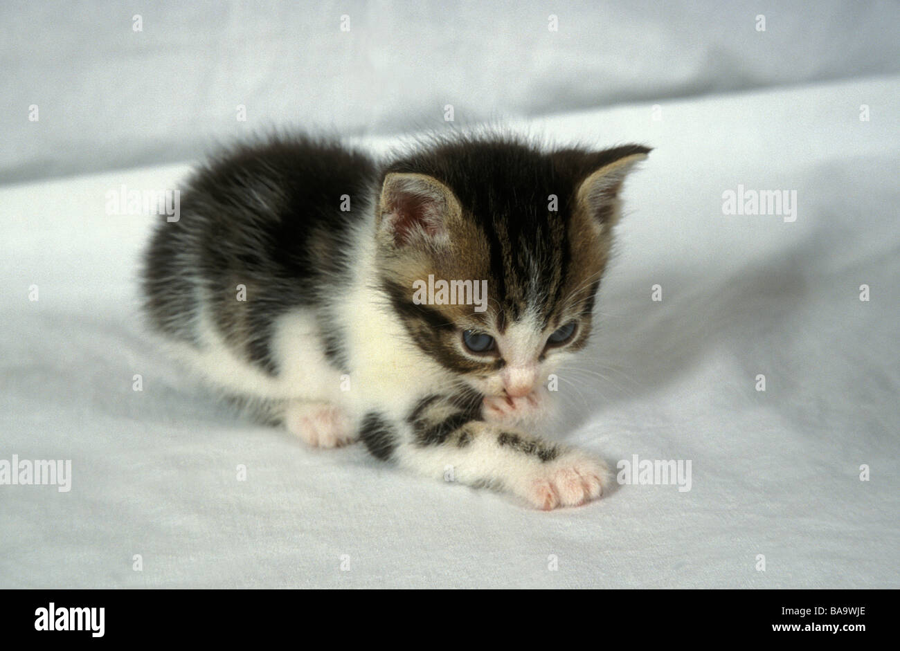 little kitten washing itself Stock Photo Alamy