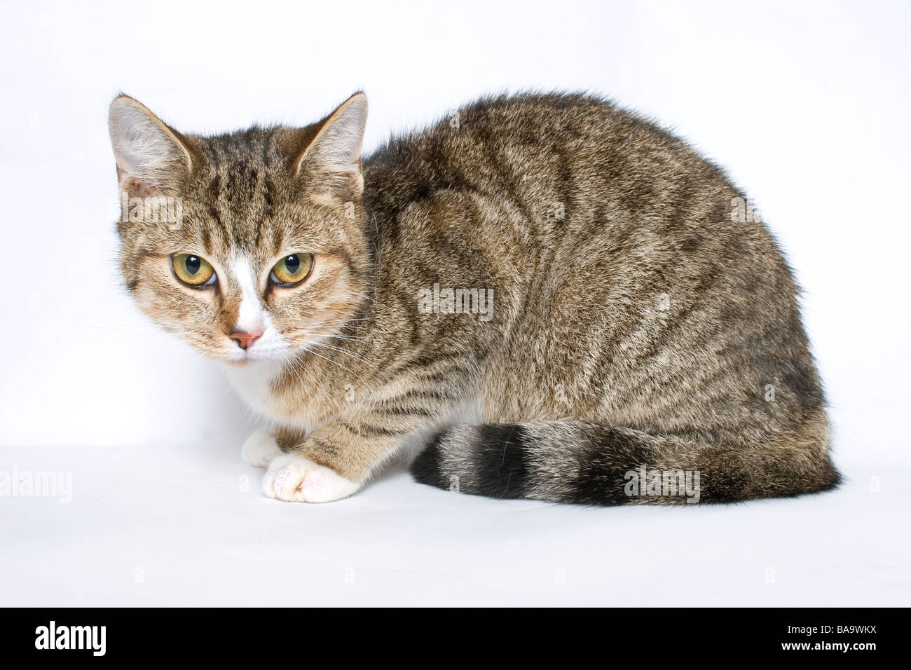 portrait young tabby cat Stock Photo - Alamy