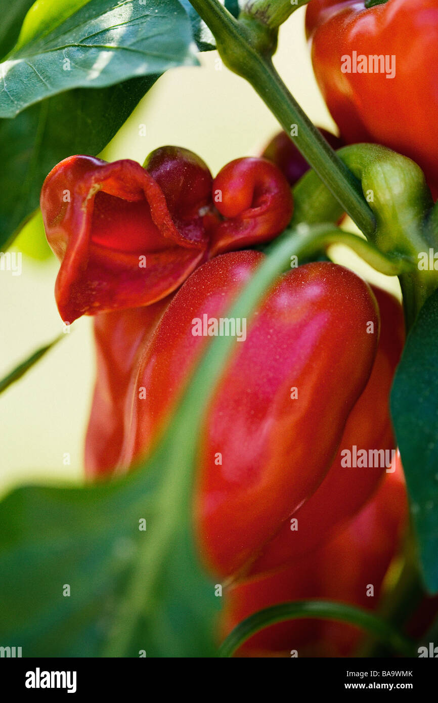 Bell pepper plantations hi-res stock photography and images - Alamy
