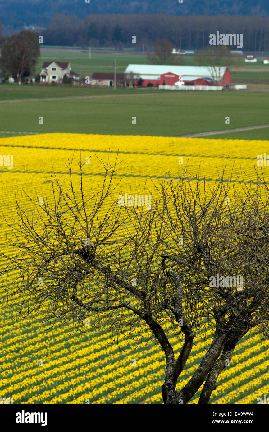 Daffodils Skagit Flats Washington USA Stock Photo