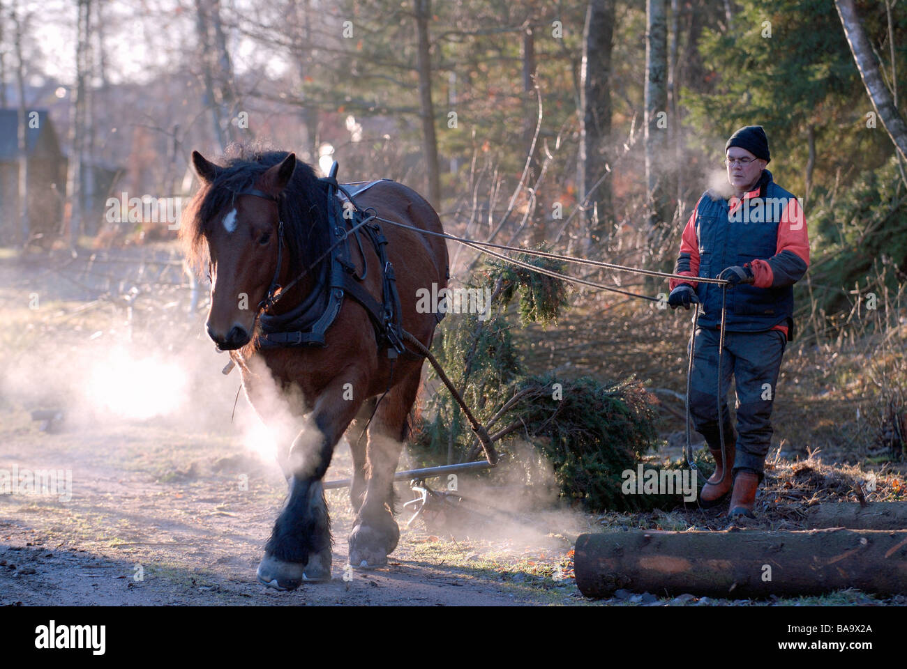 A woodman working in the forest Sweden Stock Photo Alamy