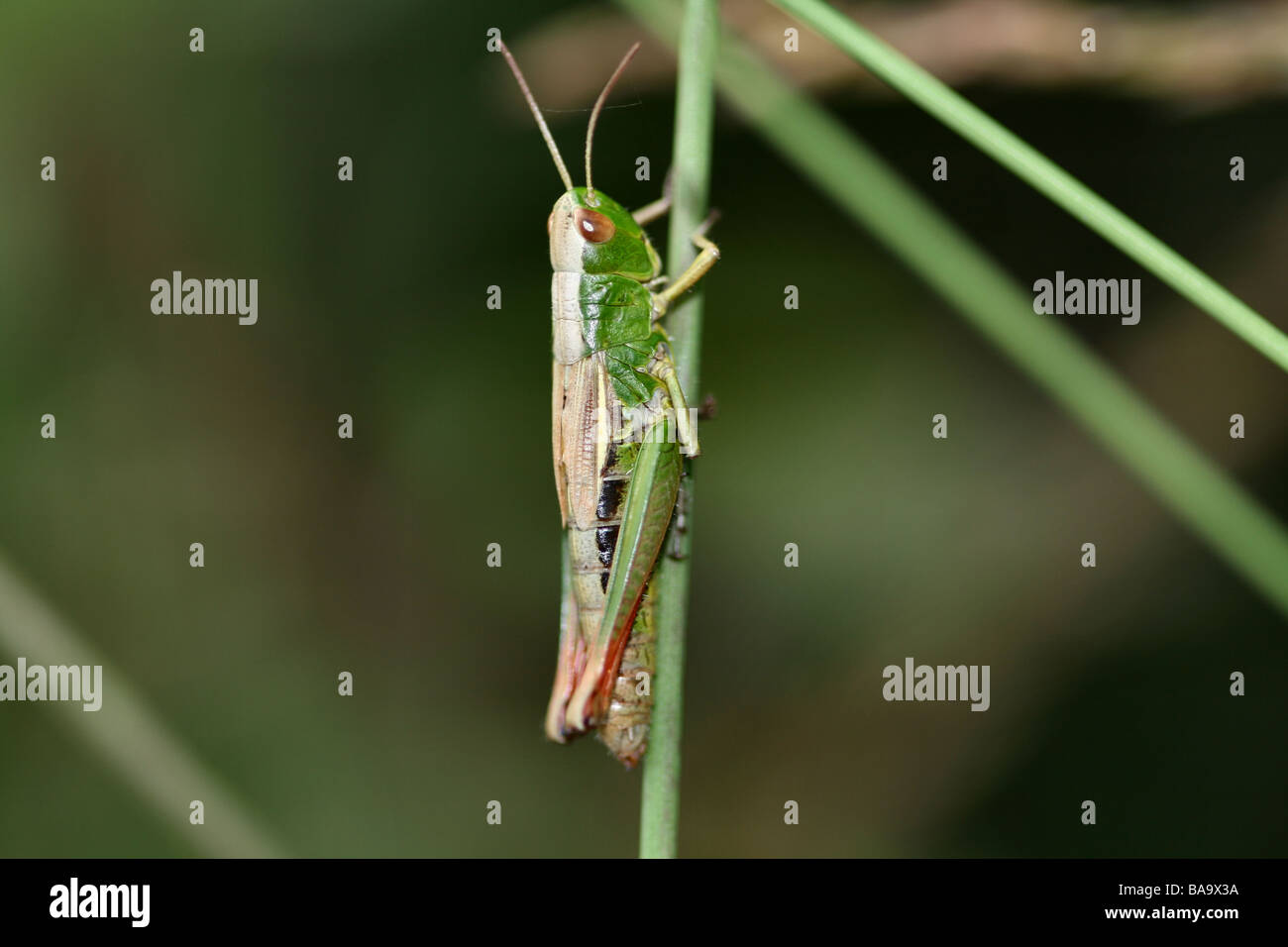 Meadow Grasshopper in macro detail on blade of Grass Stock Photo