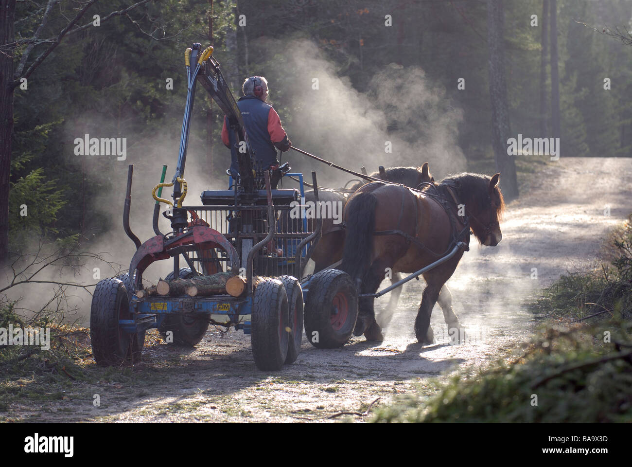 A woodman working in the forest Sweden Stock Photo Alamy