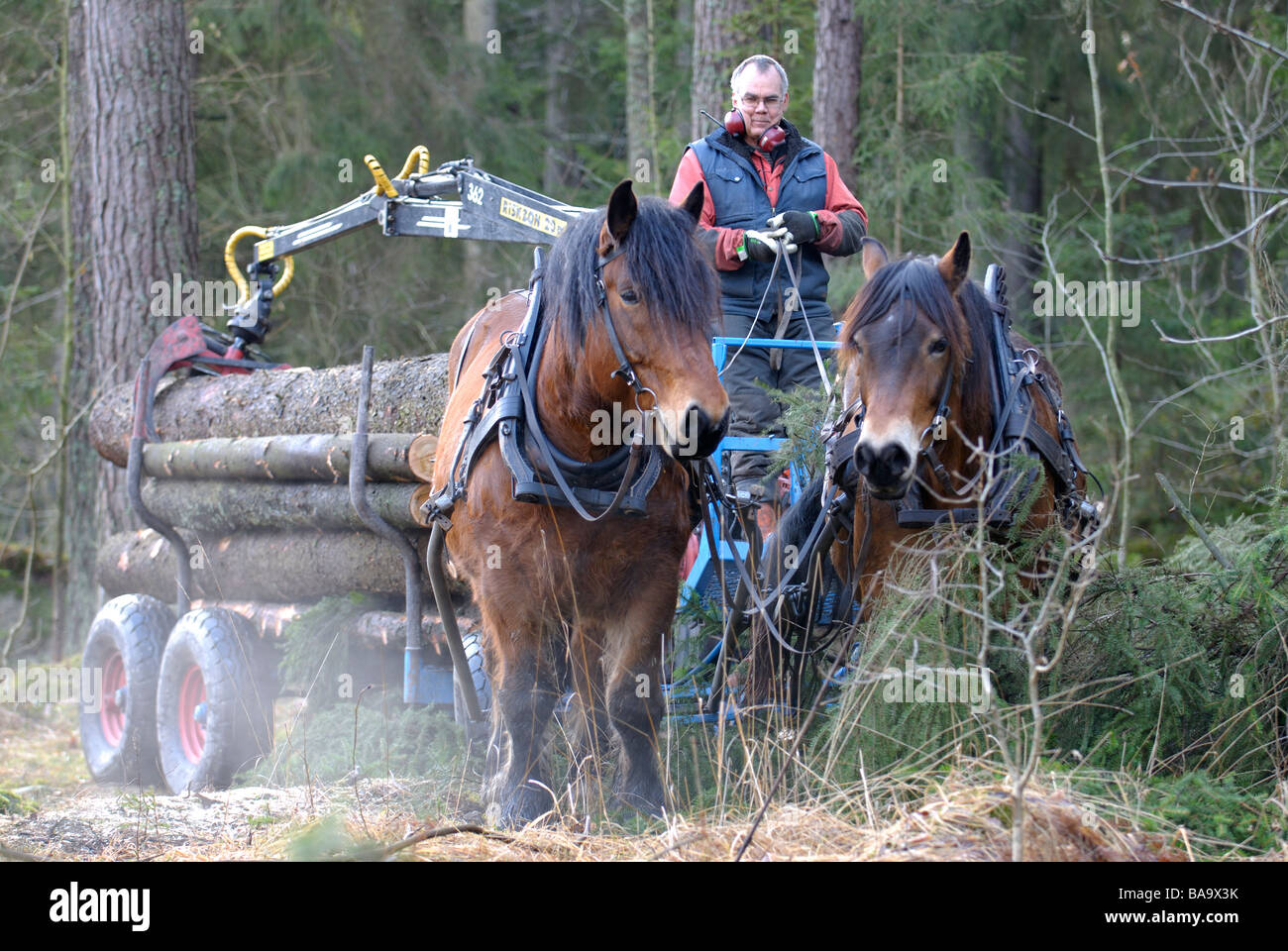 Woodman sweden hires stock photography and images Alamy