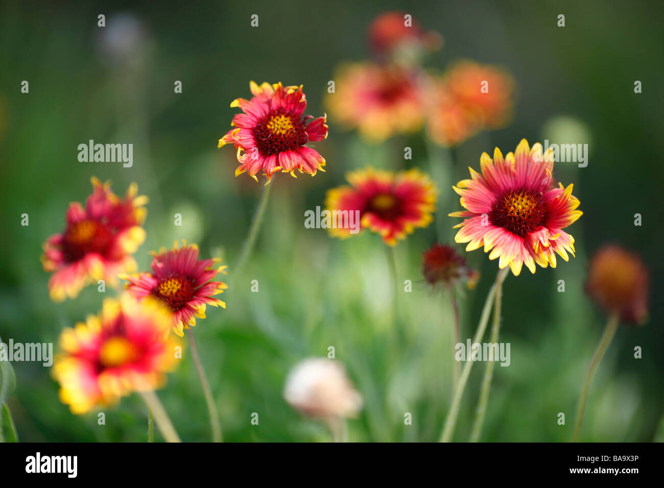 wild flowers growing in Florida Stock Photo