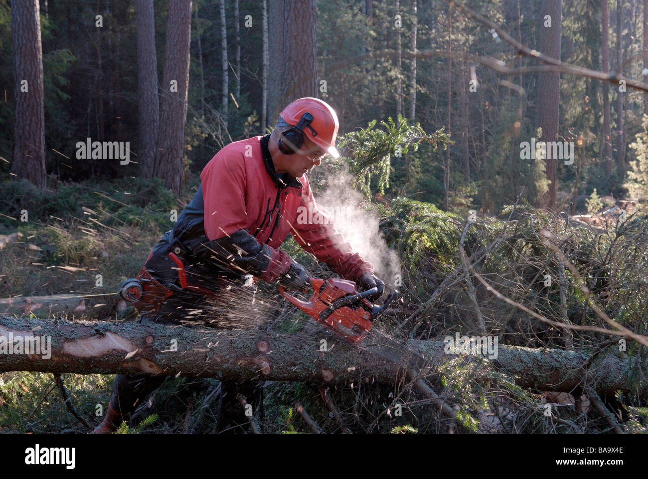 A woodman working in the forest Sweden Stock Photo Alamy