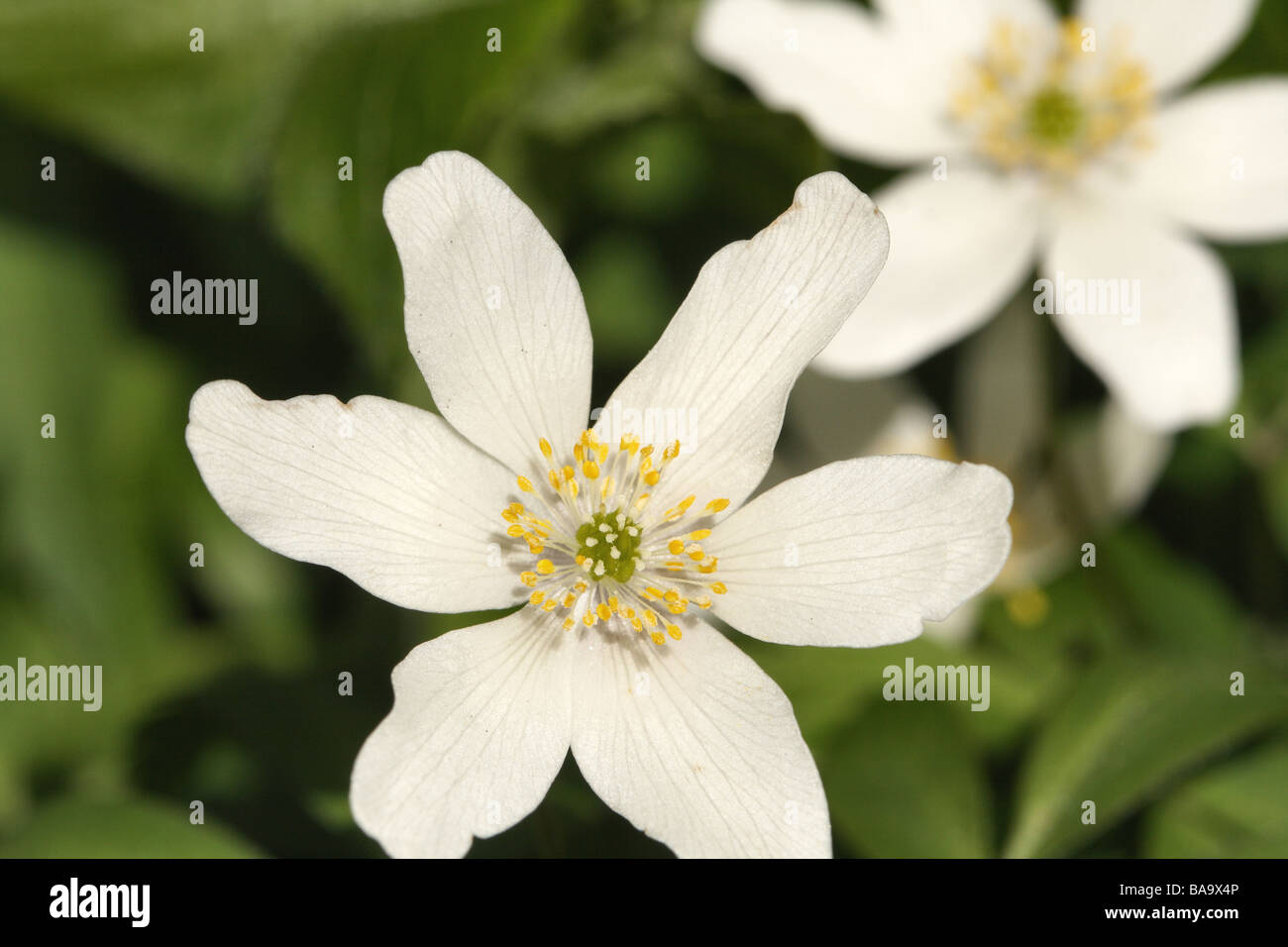 Wood Anemone Anemone nemerosa Family Ranunculaceae flower in close up macro showing flower detail and veination on petals. Stock Photo