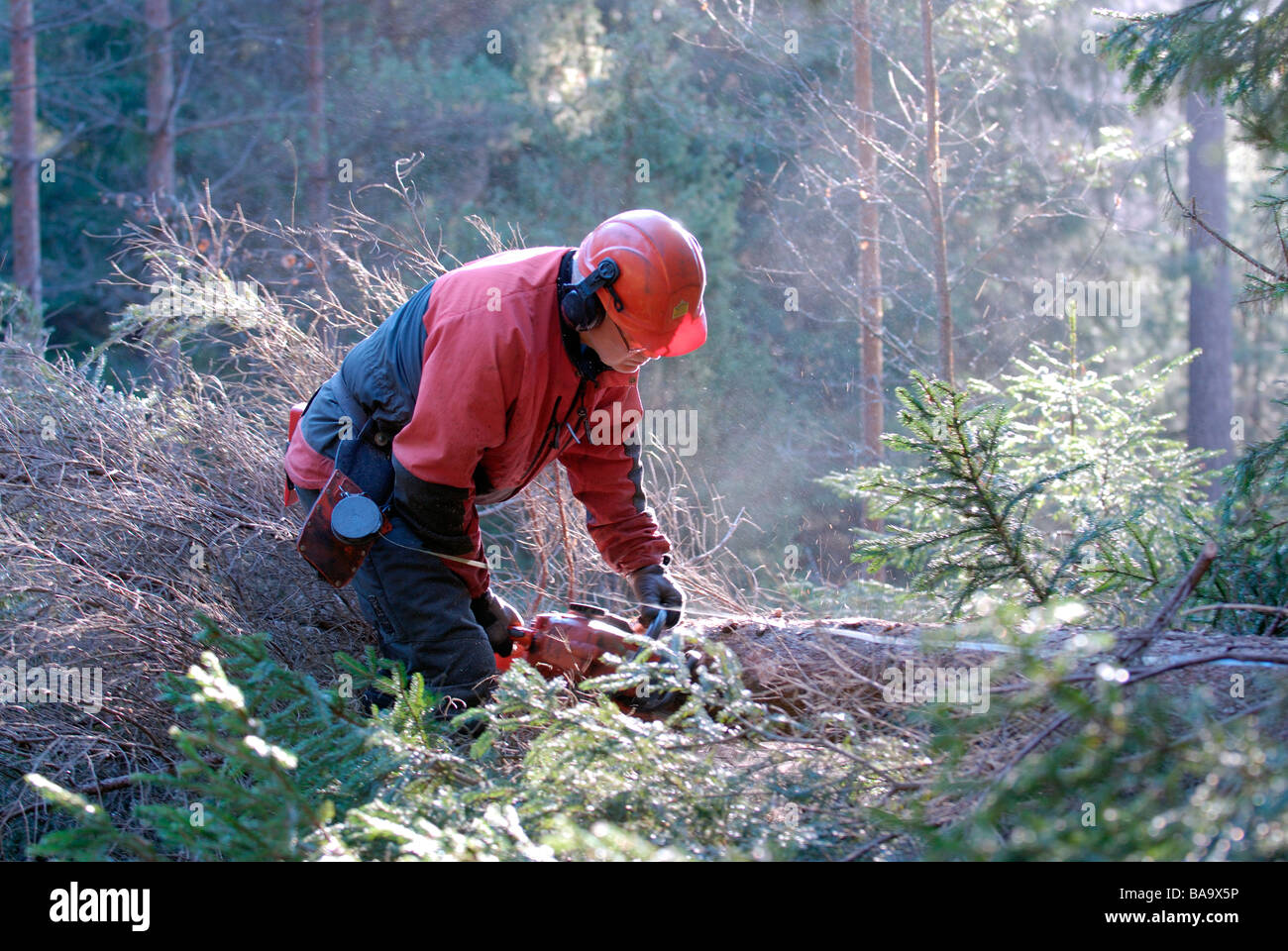 A woodman working in the forest Sweden Stock Photo Alamy