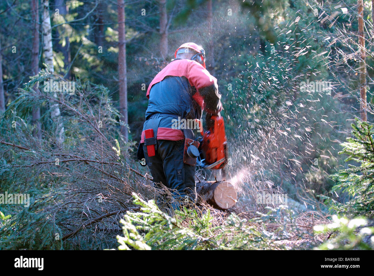 A woodman working in the forest Sweden Stock Photo Alamy