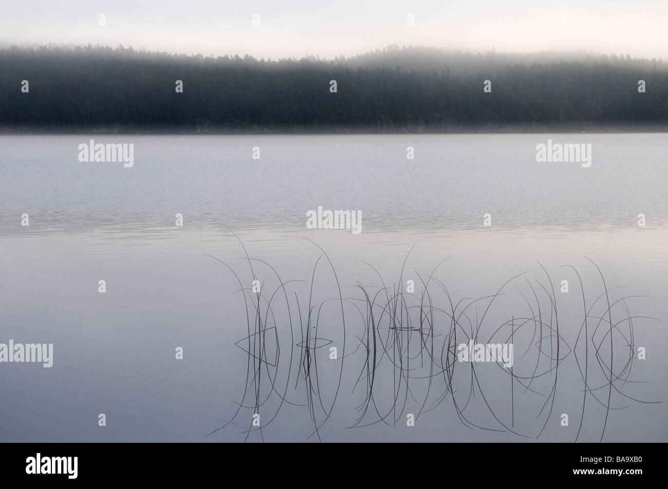 Reed in a lake Sweden Stock Photo - Alamy