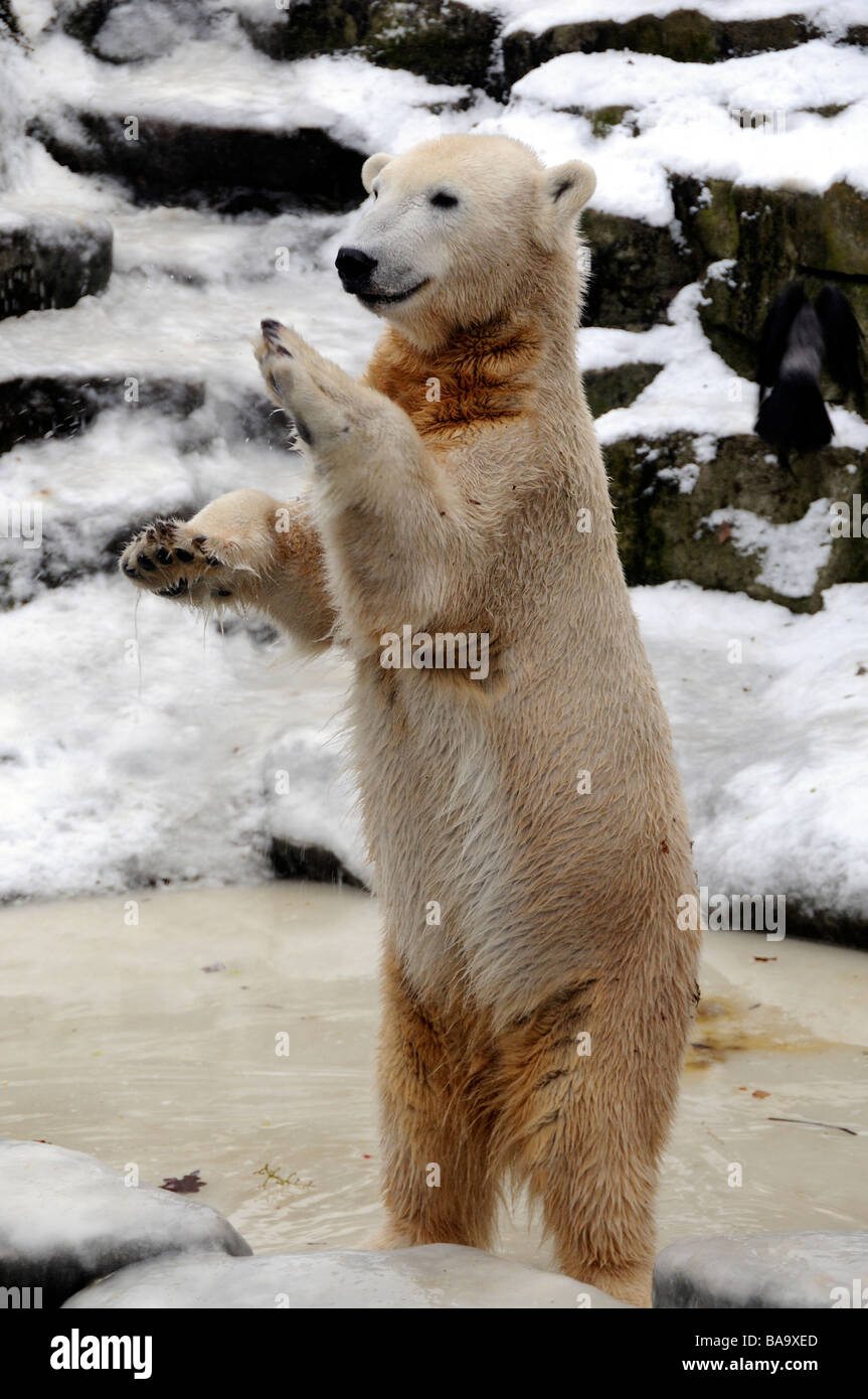 Polar Bear Knut In Berlin Zoo Stock Photo Alamy
