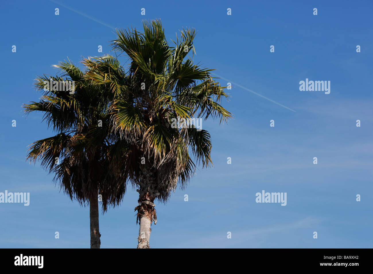 two palms with a planes vapor trail  in the blue sky Stock Photo