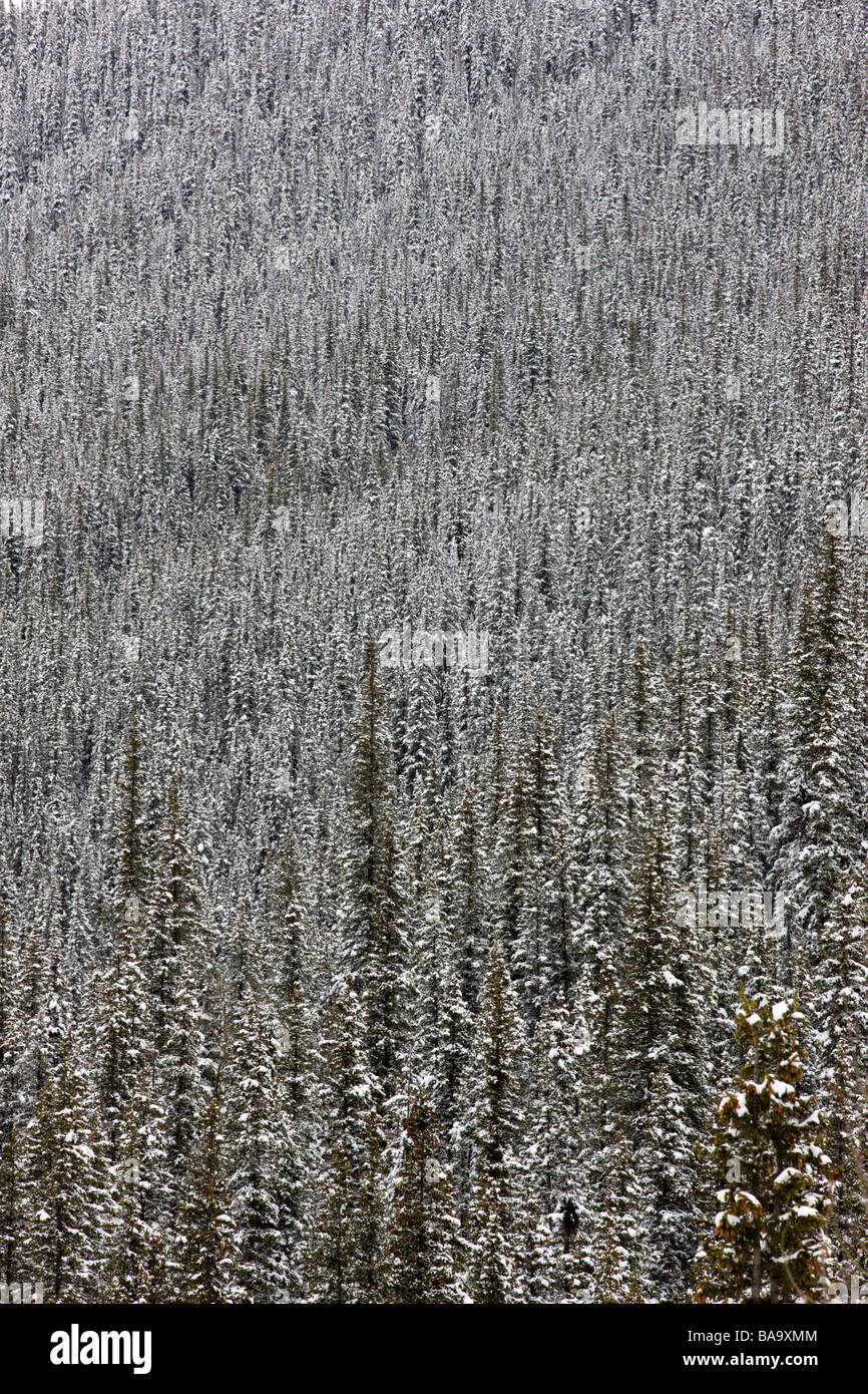 Winter view of snow covered evergreen trees near Highway 110 north of Silverton Uncompahgre National Forest Colorado USA Stock Photo