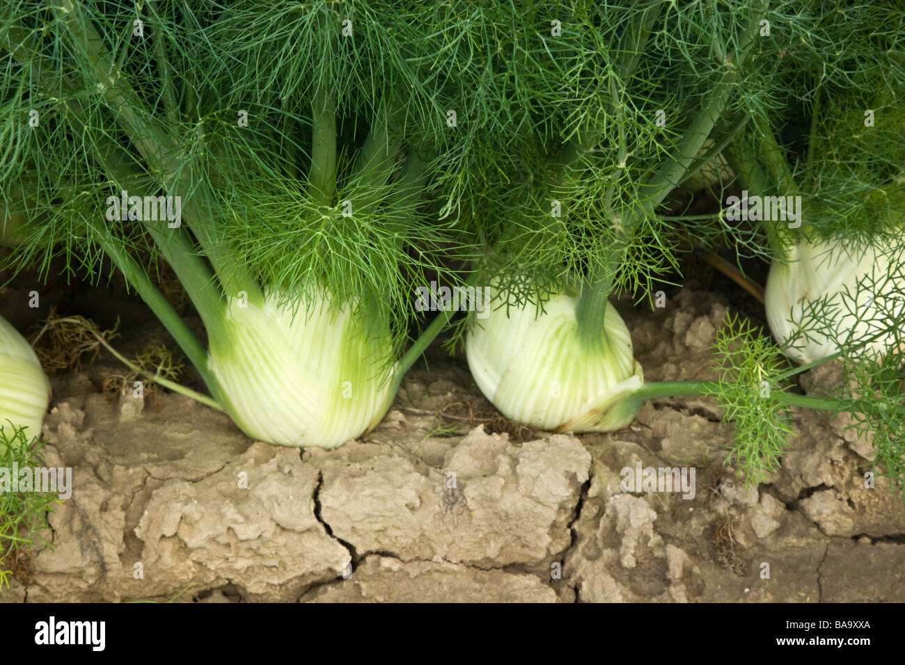 Sweet fennel foeniculum vulgare dulce hires stock photography and