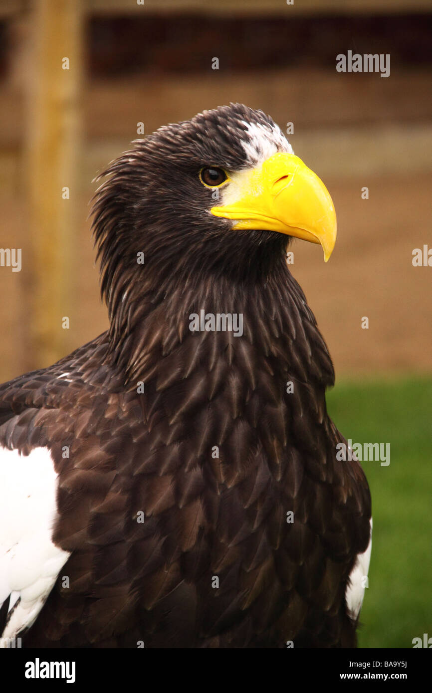 Largest eagle of the world hi-res stock photography and images - Alamy