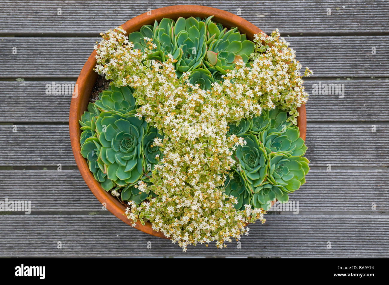 House leeks and crassula marginalia minuta Albamarginata succulents arranged in pattern in terracotta pot Stock Photo