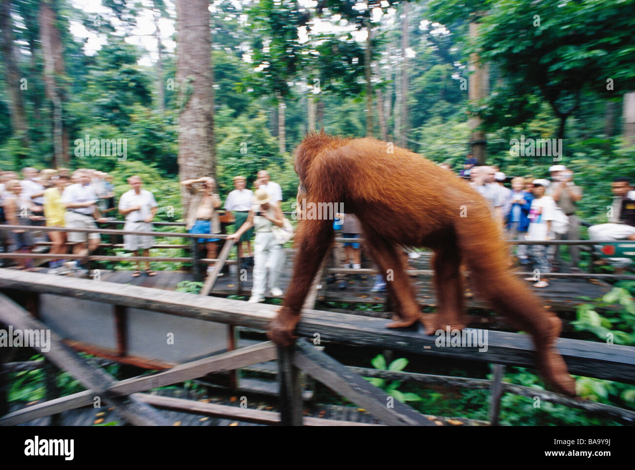 Orangutan Borneo Malaysia Stock Photo