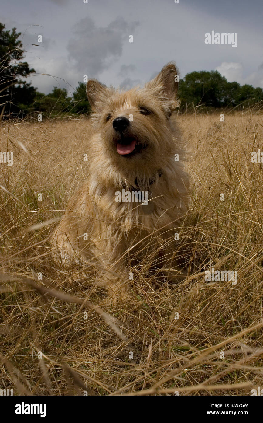 Norwich terrier mix 2025