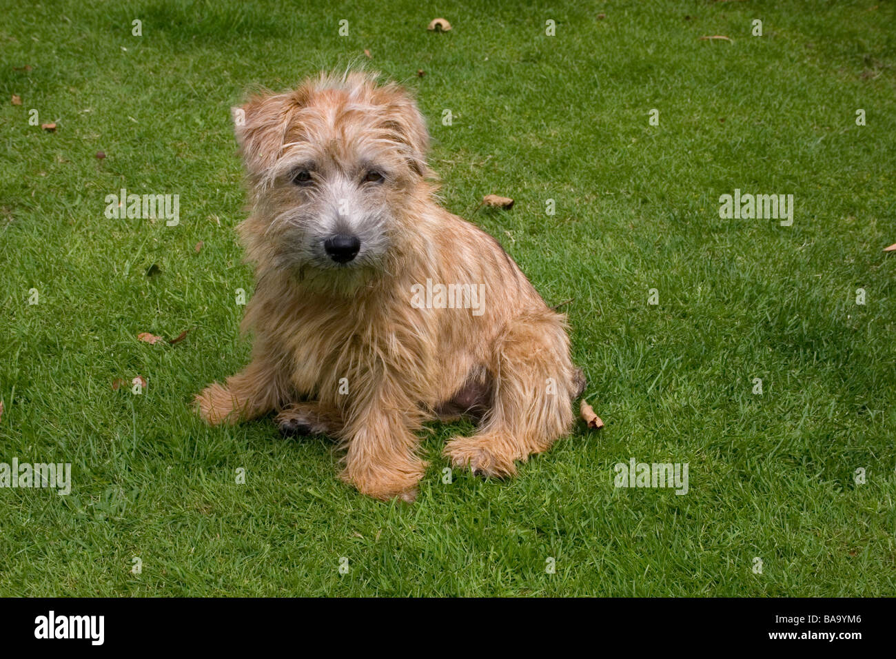Norwich Terrier High Resolution Stock Photography And Images Alamy Norwich Terrier High Resolution Stock Photography And Images Alamy