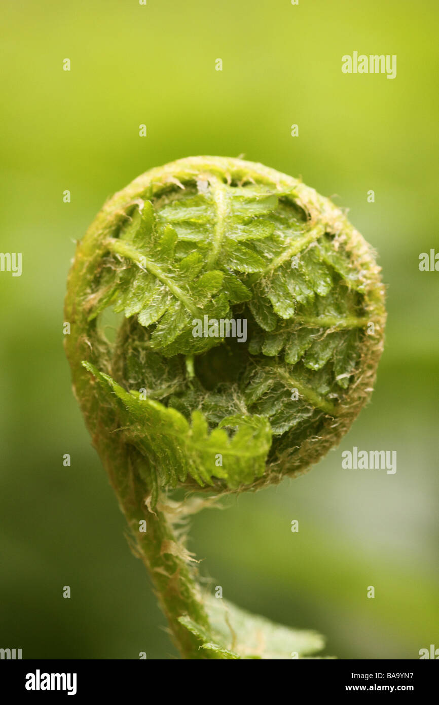 new growth of a fern curled up and beginning to unfurl Stock Photo - Alamy