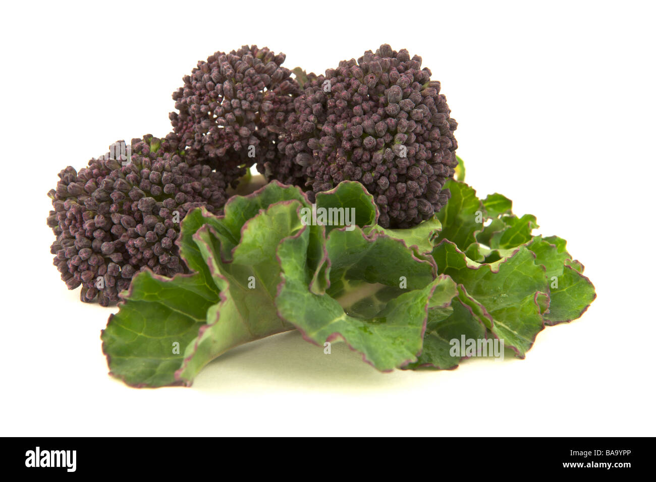 Purple Sprouting Broccoli Stock Photo