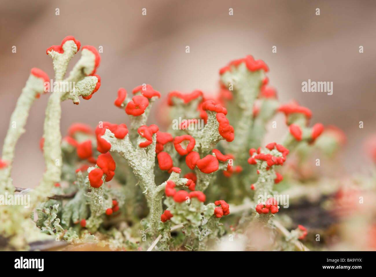 Marco image of British Soldier Lichen Stock Photo