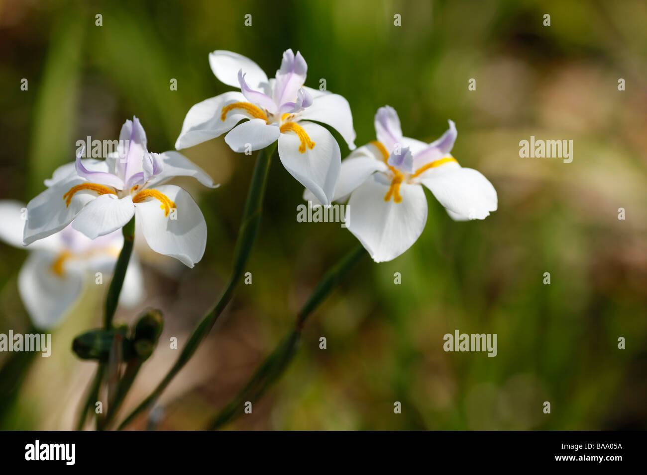 African Iris white growing and blooming Stock Photo
