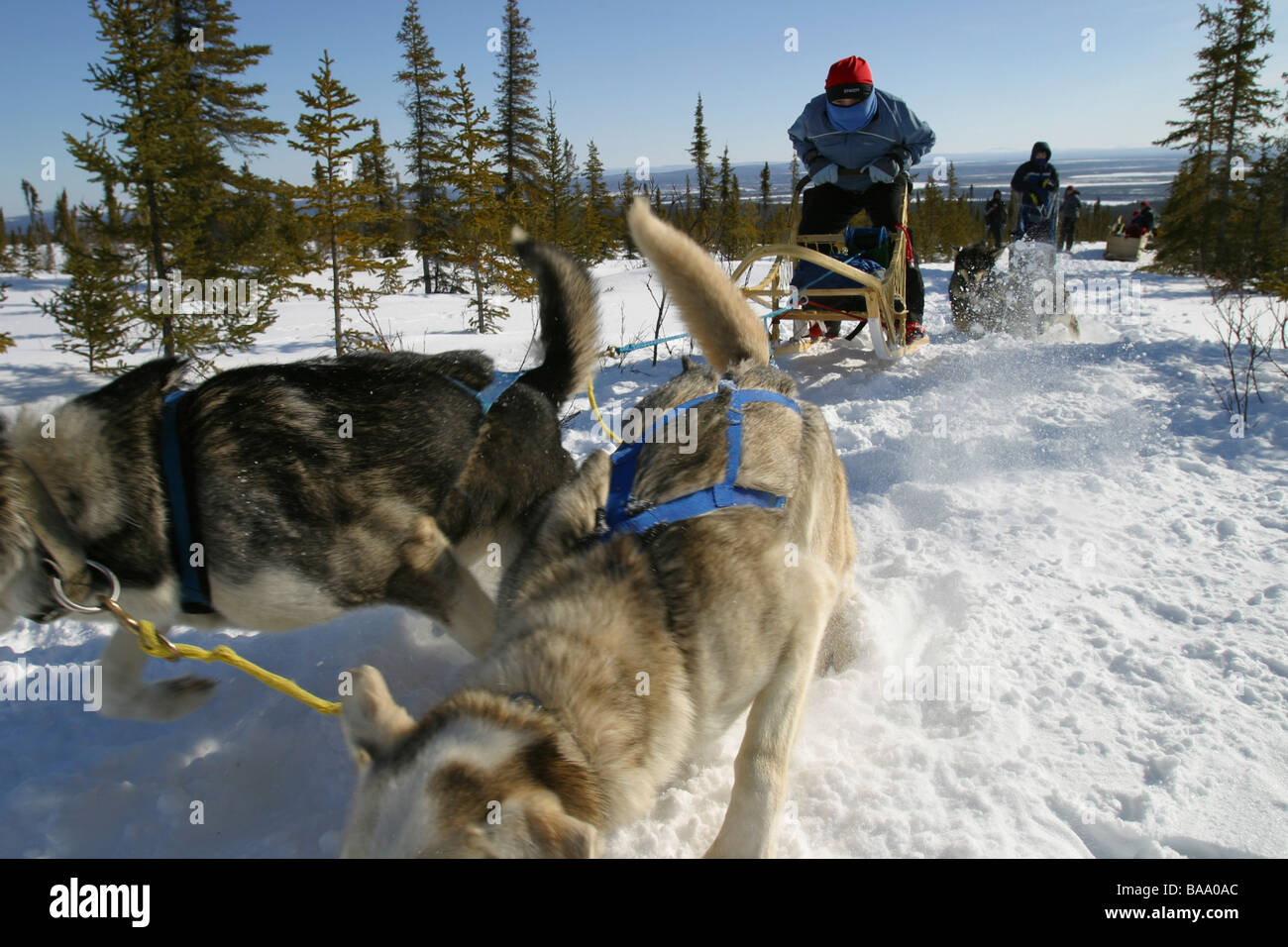 Boots for sled dogs hires stock photography and images Alamy