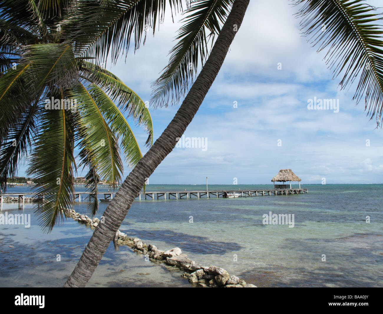 Palms along the shore on a dreamy afternoon with beautiful skies and calm waters on Ambergris Caye in Belize. Stock Photo