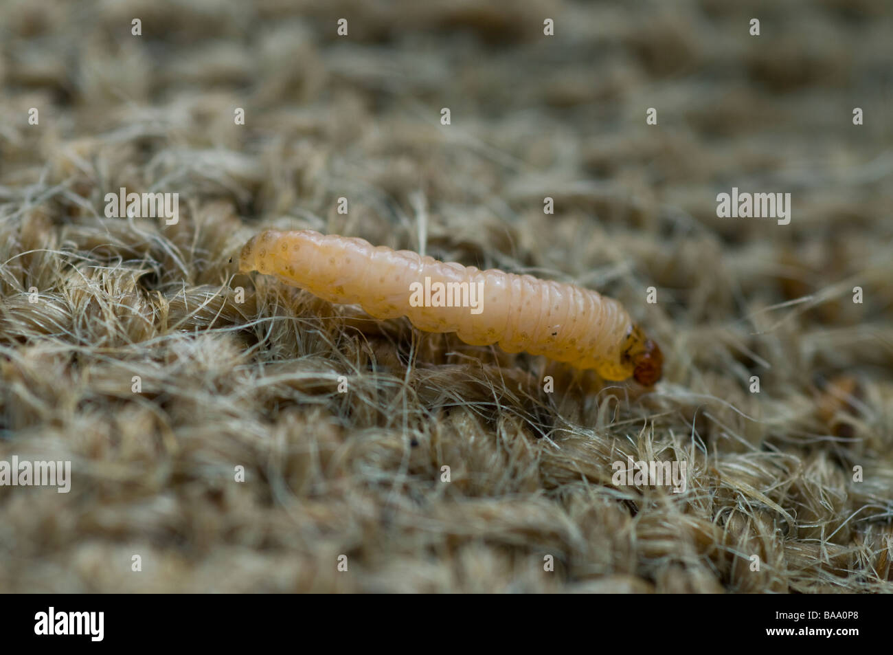 Codlin moth larva captured on hessian that has been wrapped around  an apple tree trunk, a technique used to trap and eliminate at the larval stage. Stock Photo
