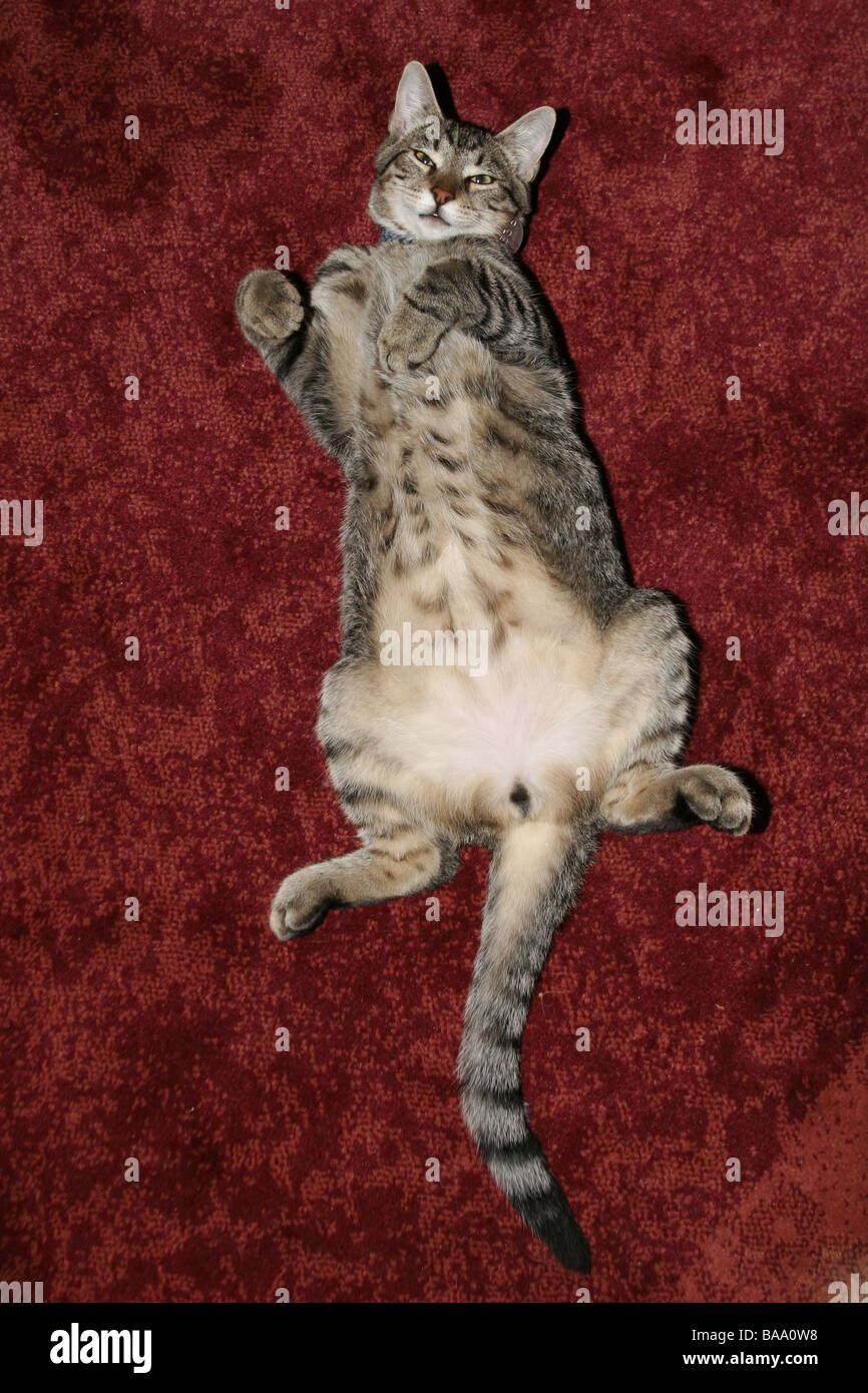 A domestic cat lies on its back Stock Photo Alamy