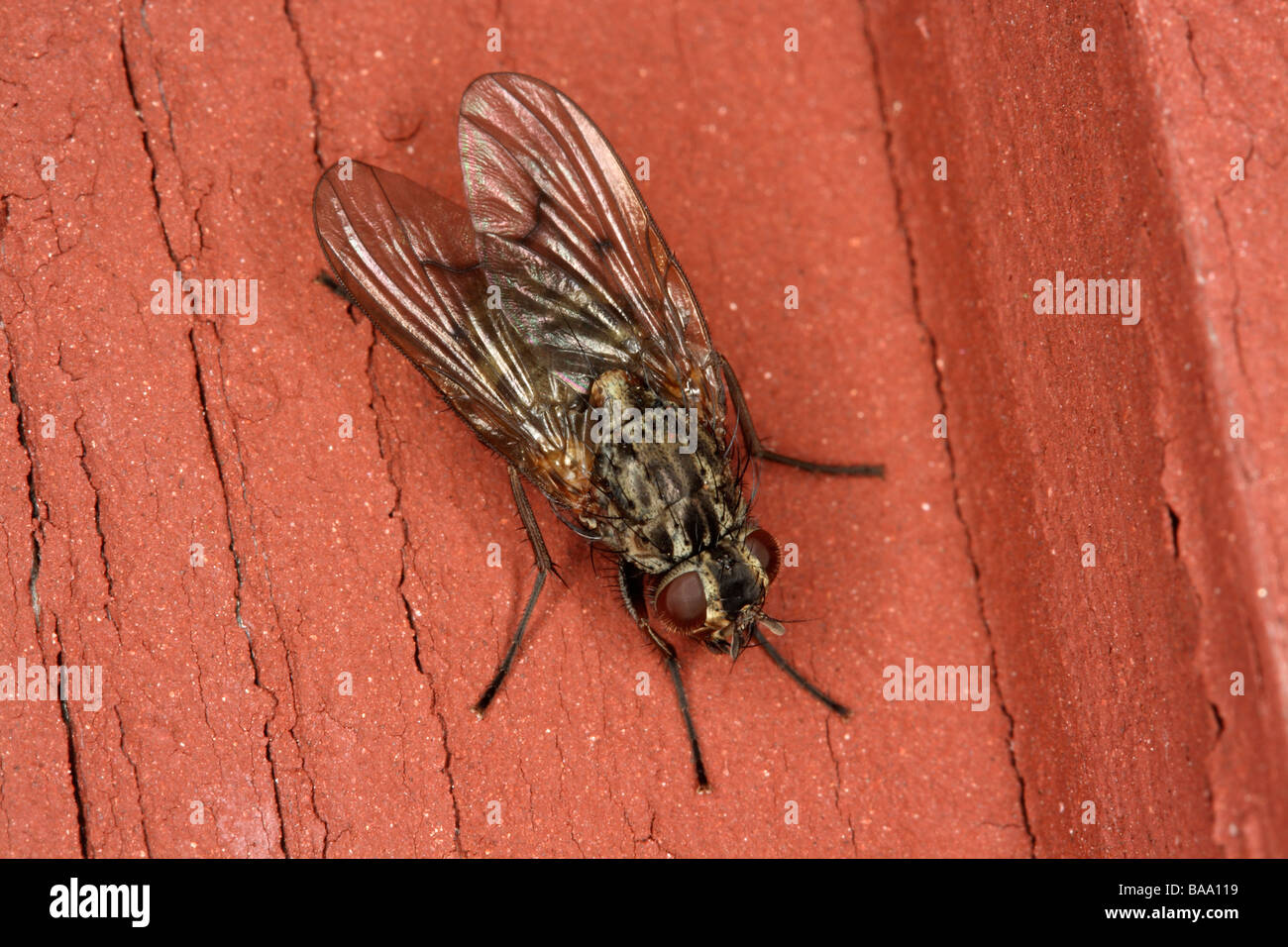 Fly On The Wall High Resolution Stock Photography and Images Alamy