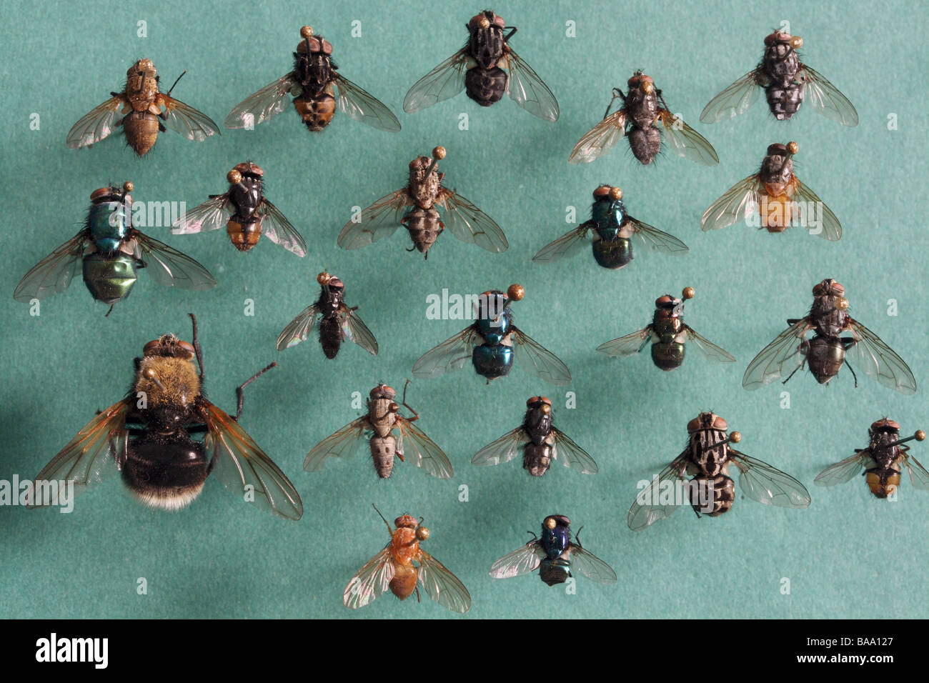Houseflies different kinds close-up Stock Photo