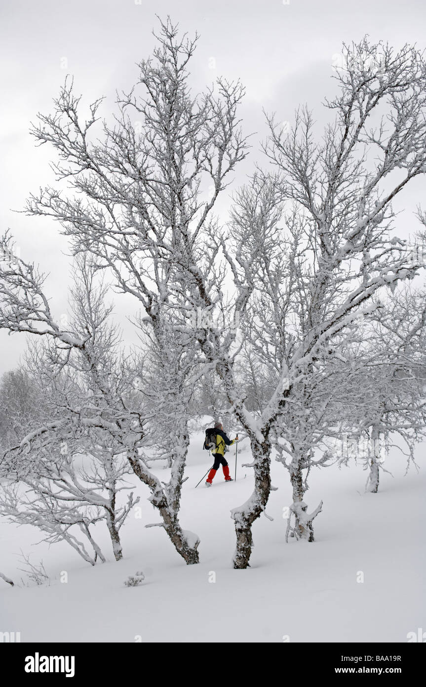 Longdistance skiing in snow covered landscape Sweden Stock Photo Alamy