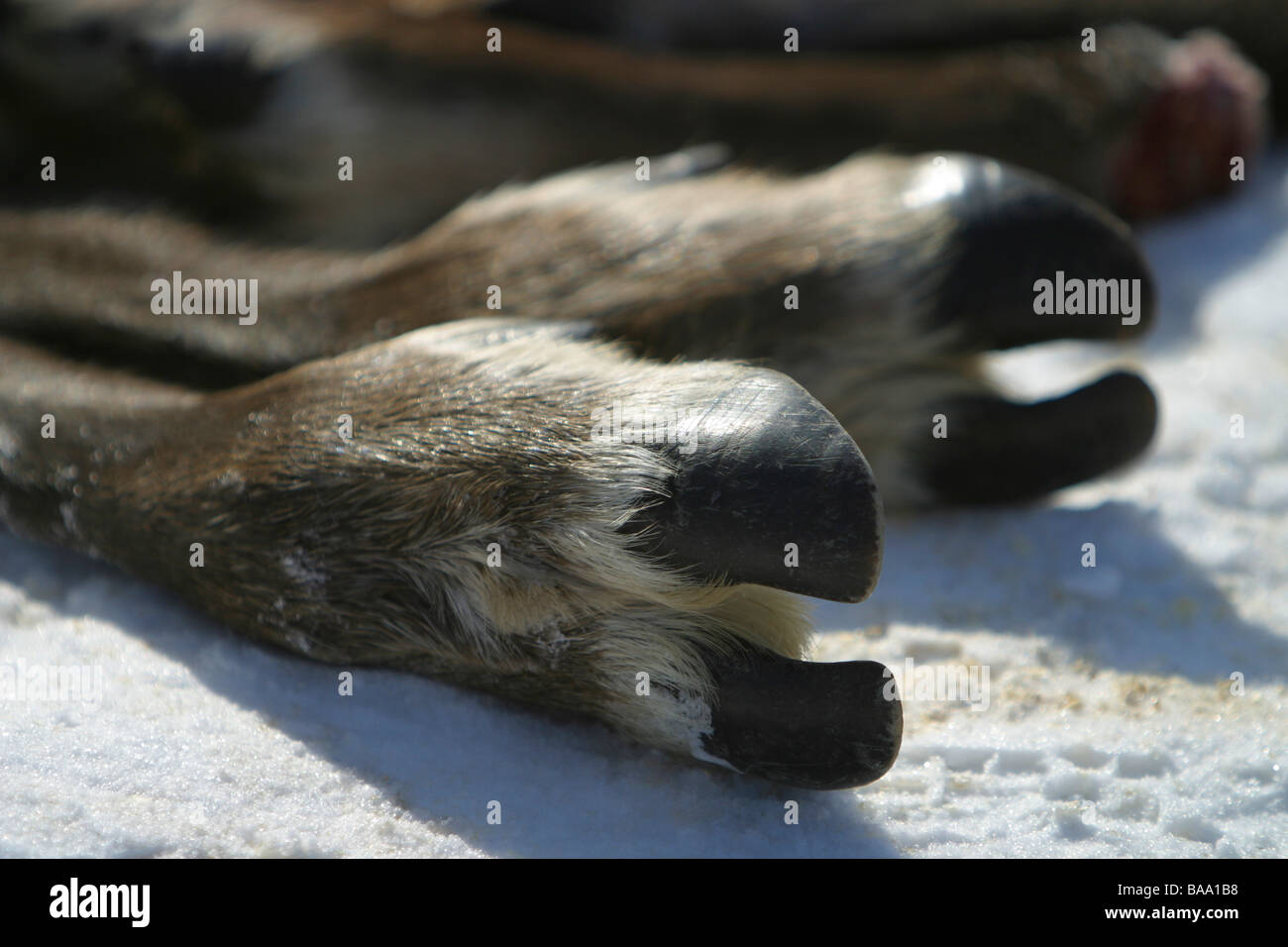 Porcupine caribou legs and hooves in Old Crow, Yukon Territory, Canada. Stock Photo