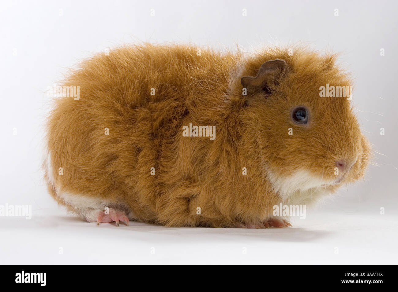black and ginger guinea pig