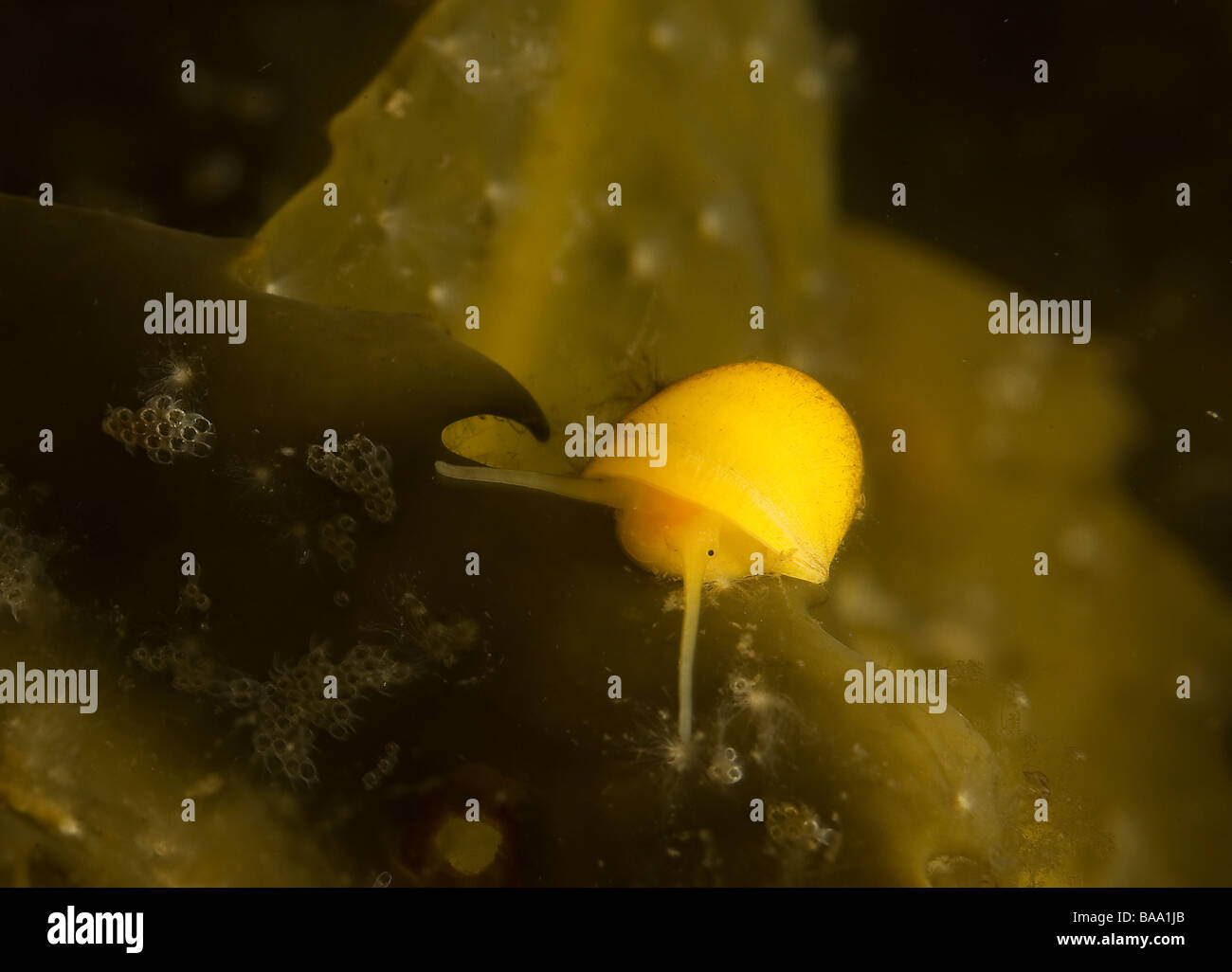 Flat periwinkle, close up on alges, Sweden Stock Photo