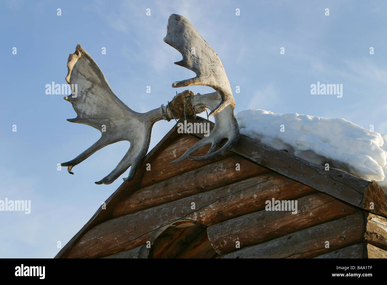 Caribou antlers and snow on the roof of a log cabin in Old Crow, Yukon