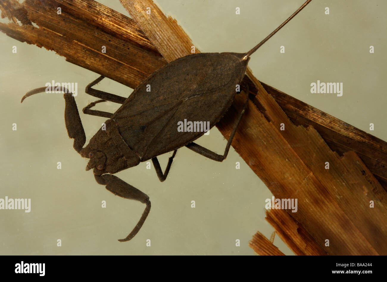Nepidae hi-res stock photography and images - Alamy