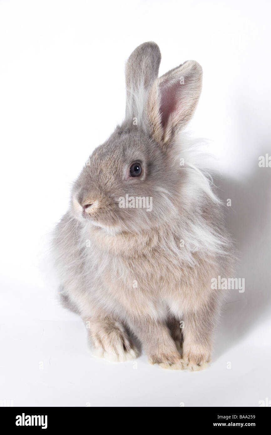 portrait young lionhead cross grey rabbit Stock Photo