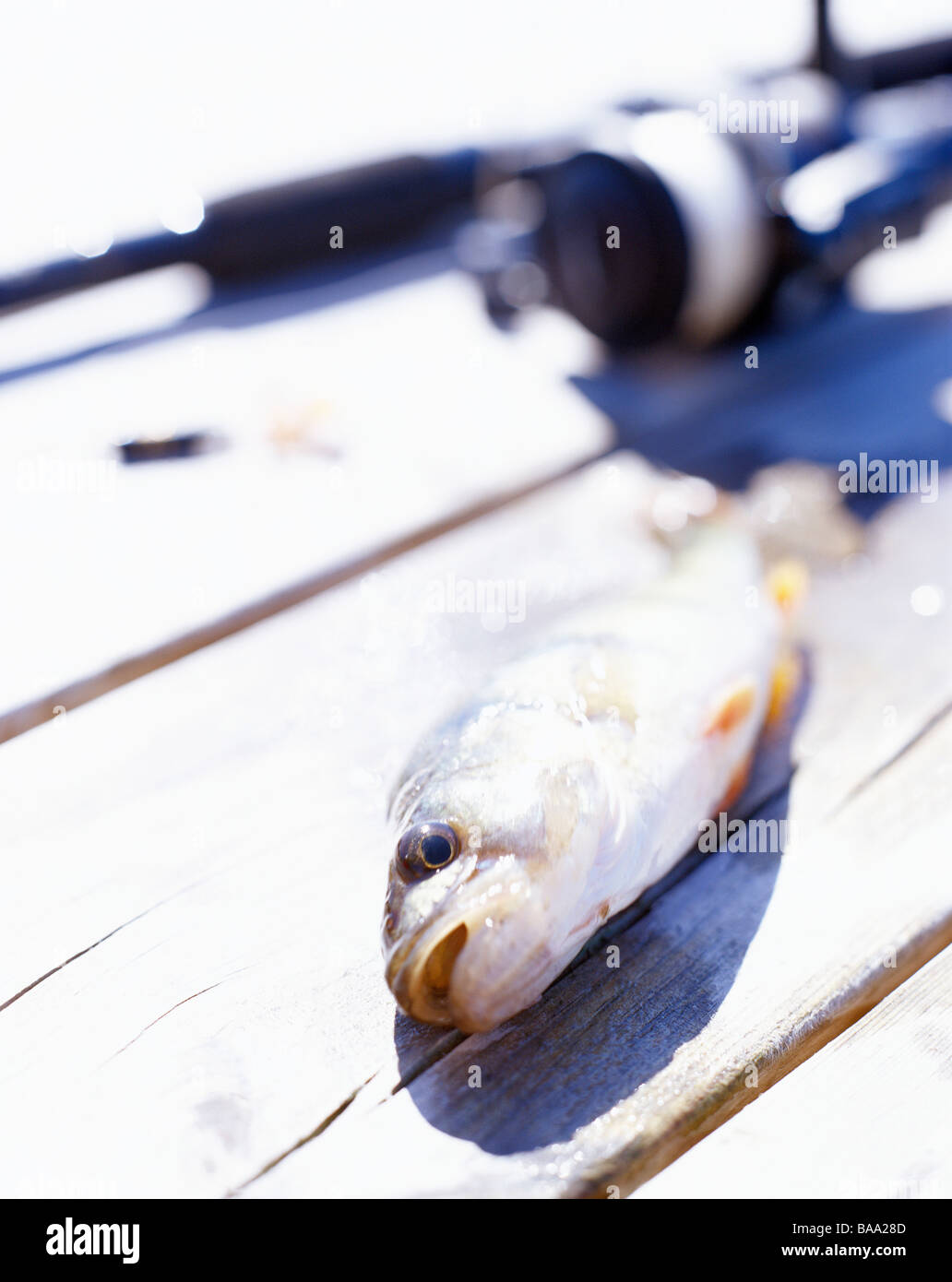 A perch and a spinning rod, Sweden. Stock Photo
