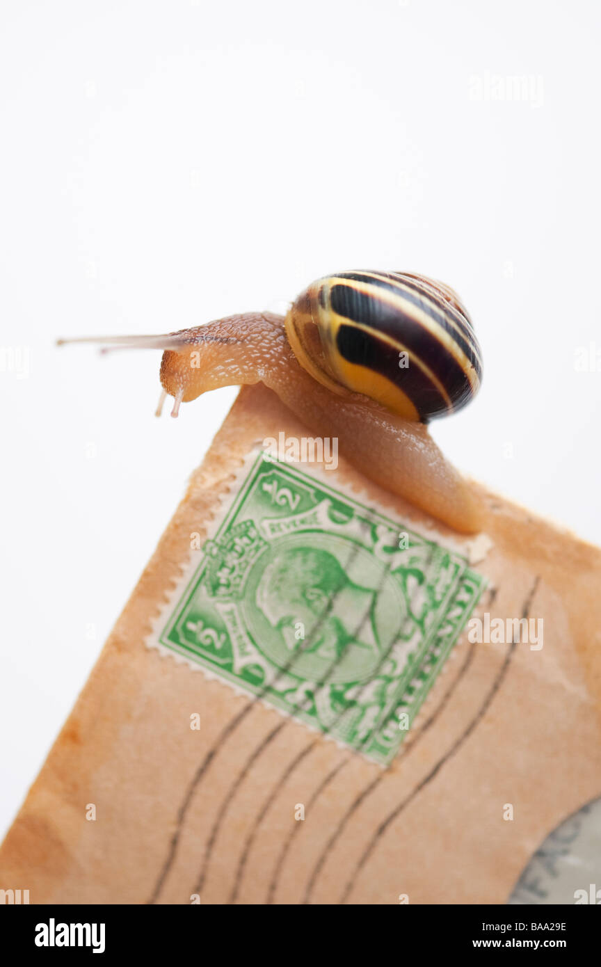 White lipped banded snail on an old letter against white background. Snail Mail Concept Stock Photo