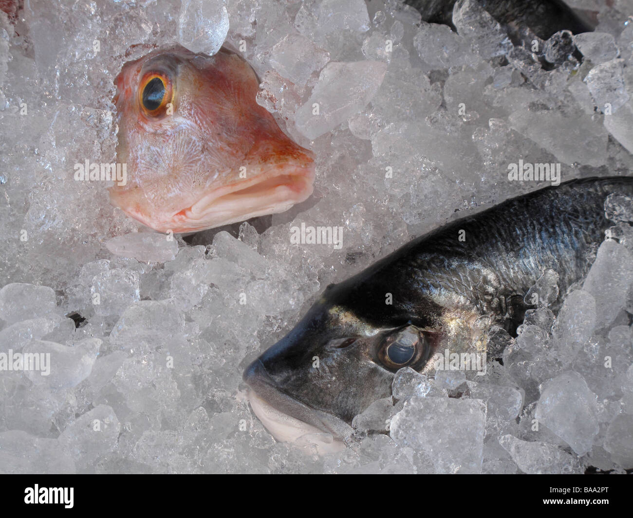 Fish market nice france hi-res stock photography and images - Alamy