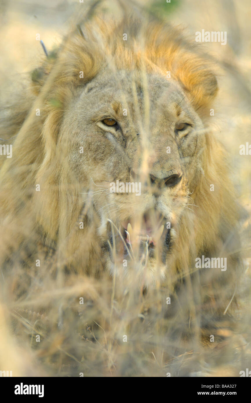 Lion Panthera leo lions pride of lions African lions African mammals large carnivores king of the jungle king of Africa hunter Stock Photo