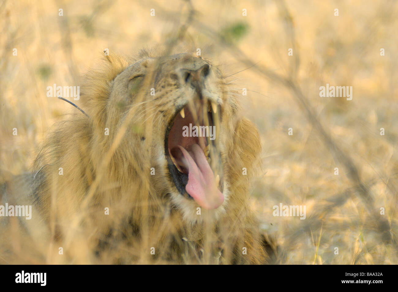 Lion Panthera leo lions pride of lions African lions African mammals ...