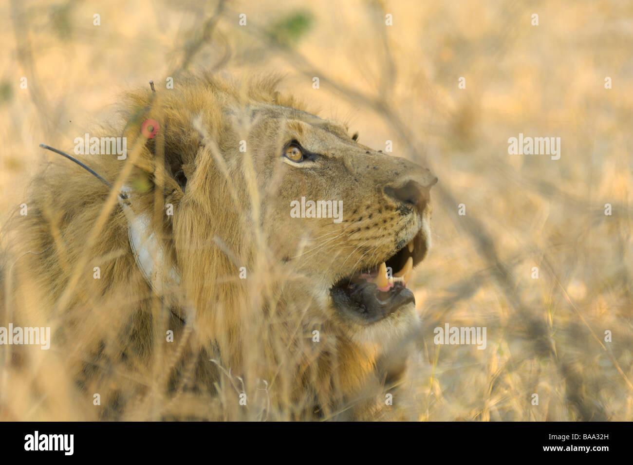 Lion Panthera leo lions pride of lions African lions African mammals ...