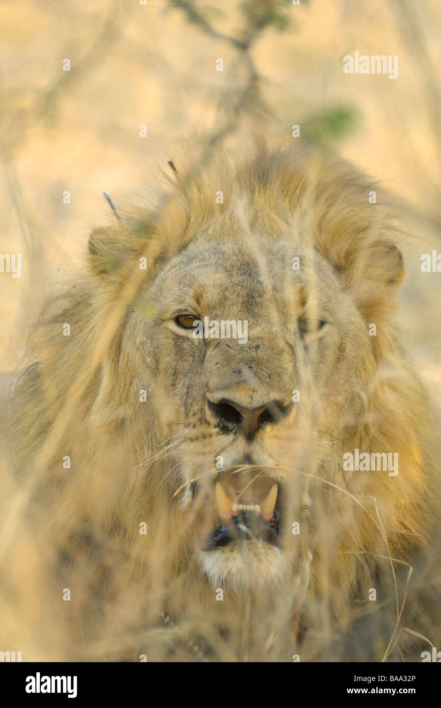 Lion Panthera leo lions pride of lions African lions African mammals ...