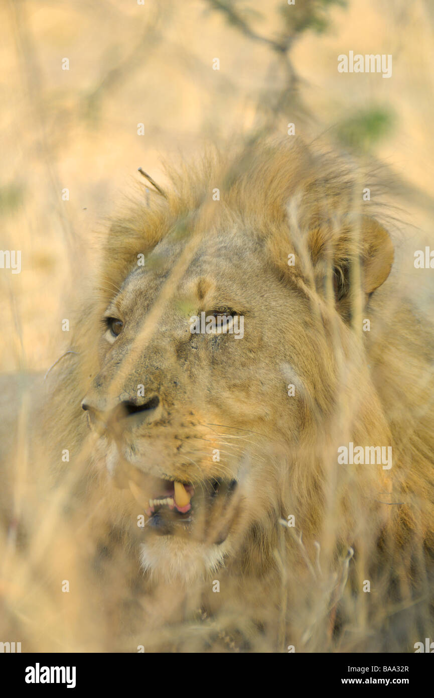 Lion Panthera leo lions pride of lions African lions African mammals ...