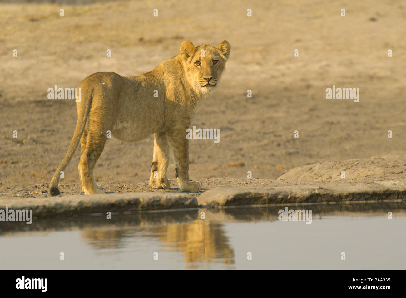 Lion Panthera leo lions pride of lions African lions African mammals ...